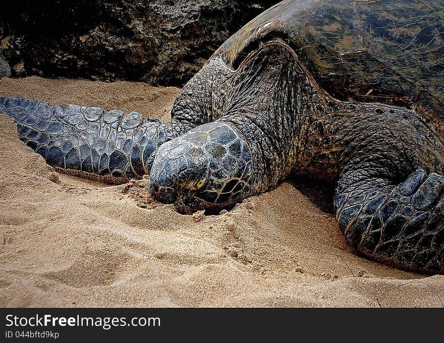 Beautiful Sea Turtle on the beach. Oahu, Hawaii.  This sea turtle is napping on a sandy beach.