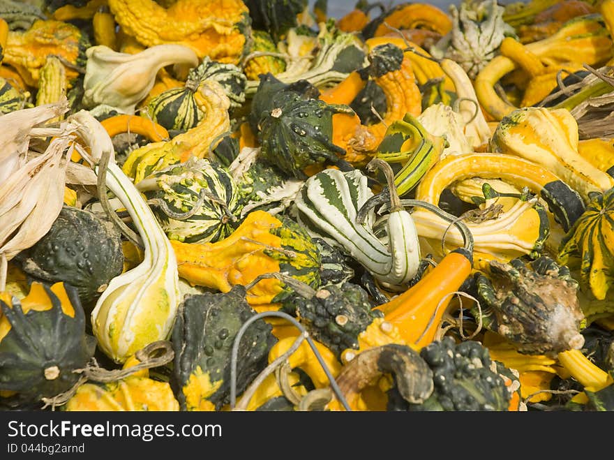 A pile of various shaped gourds. A pile of various shaped gourds