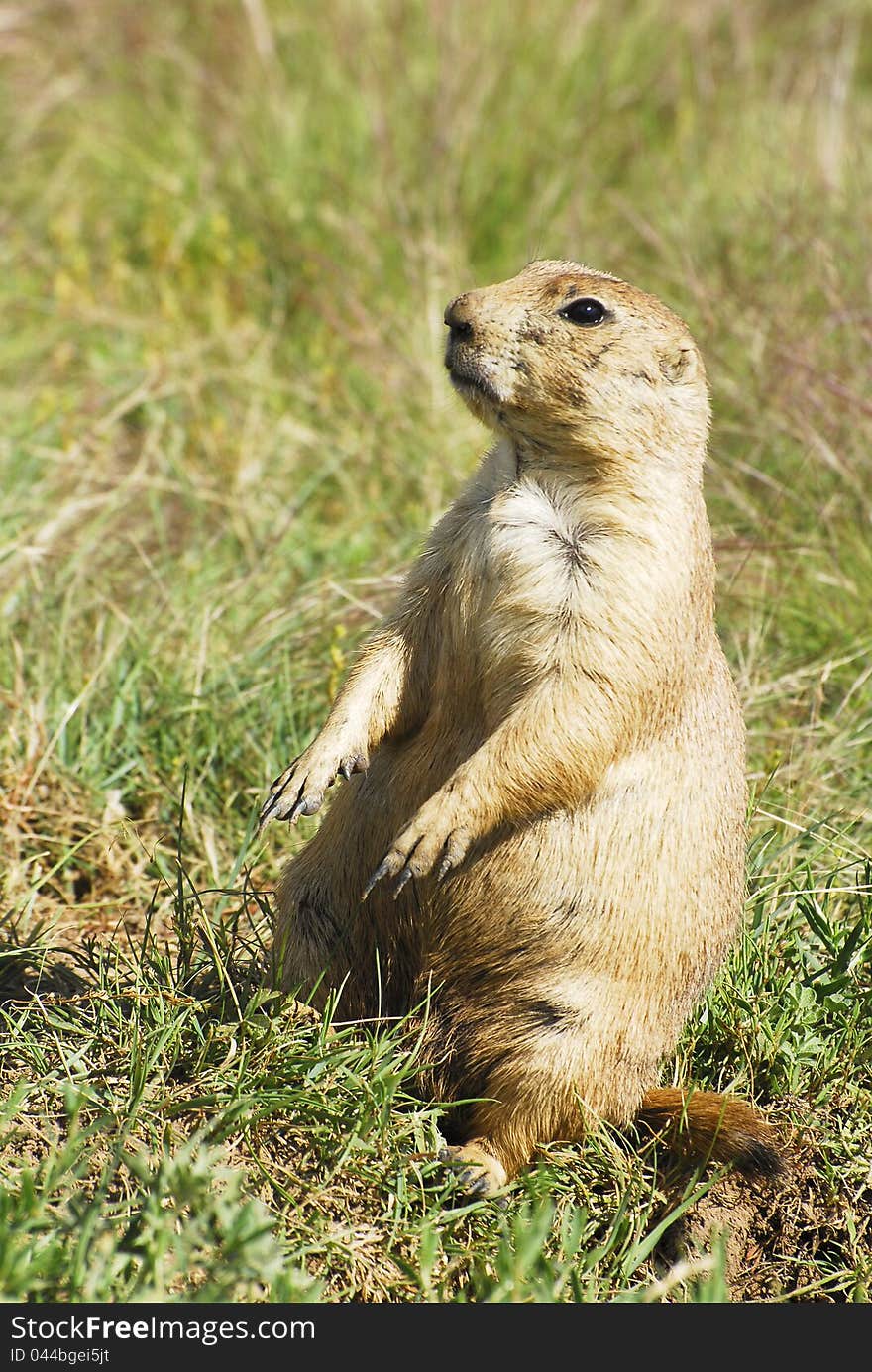 Alert Prairie Dog