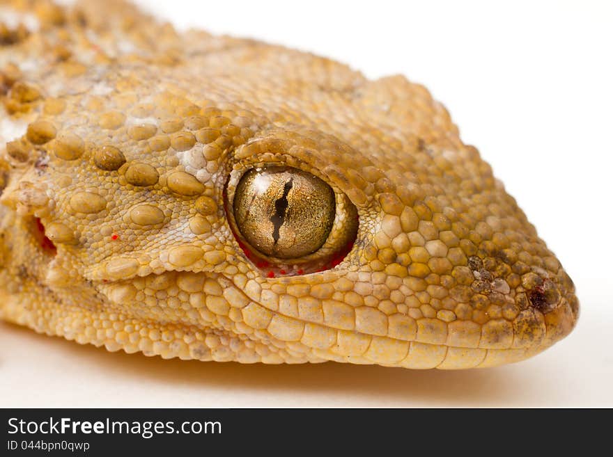 Close-up shot of a Gecko on a white background