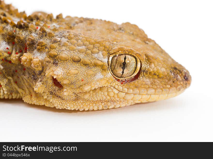 Close-up shot of a Gecko on a white background