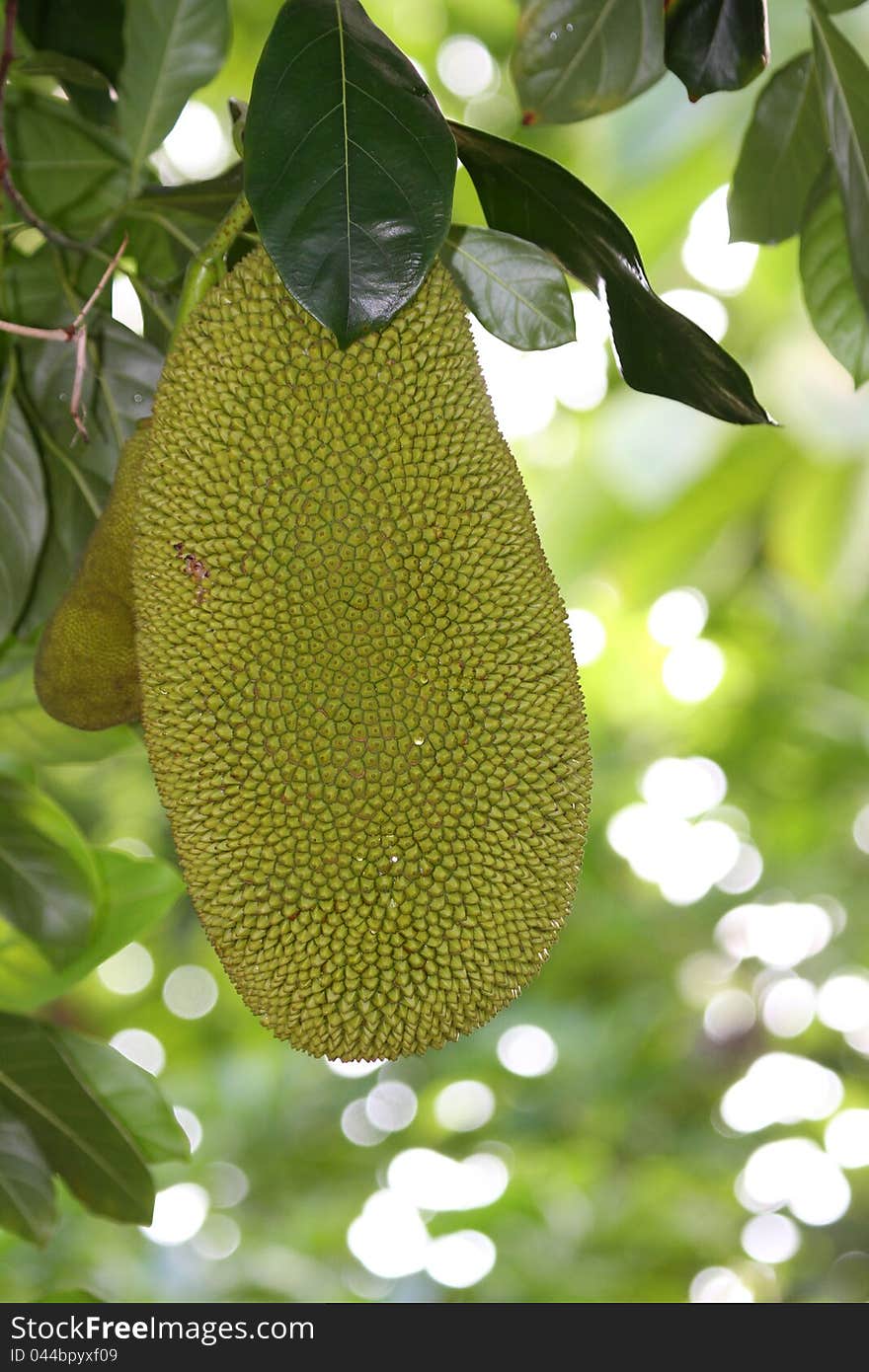 Ripe Jackfruit Hanging In Tree With Pale Green Background. Ripe Jackfruit Hanging In Tree With Pale Green Background