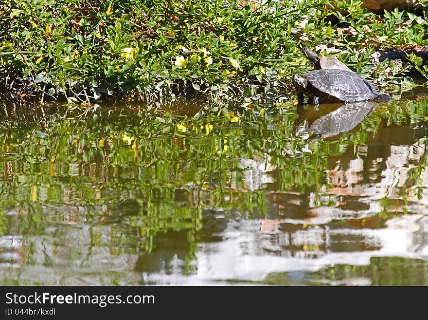 Red Ear Turtle Reflected In Pond Water