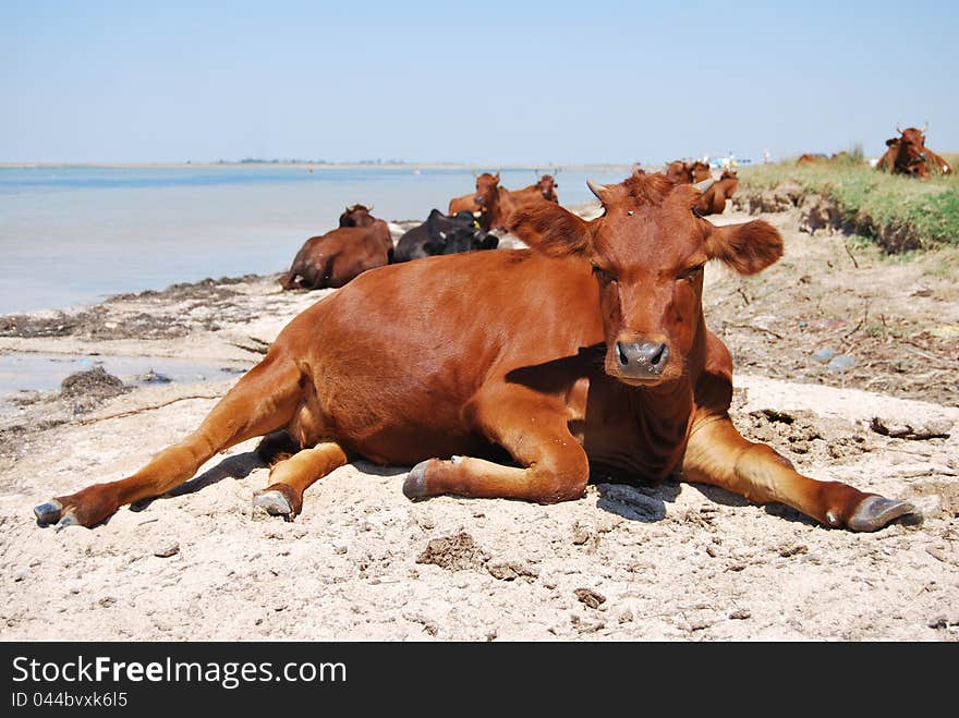 A heifer sunbathes on a beach. A heifer sunbathes on a beach