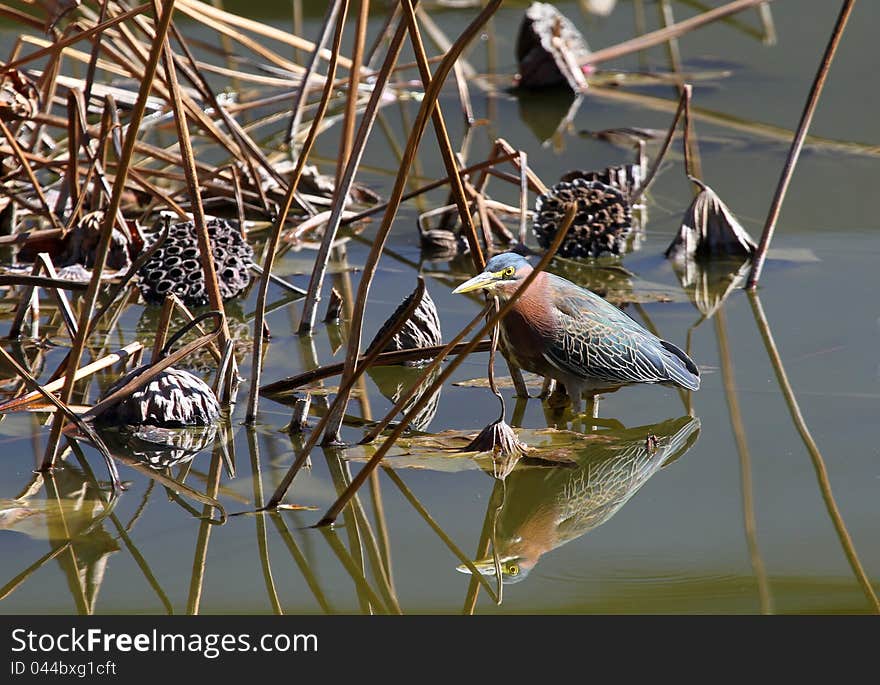 Brown and Gray Heron Fishing in Reflecting Pond