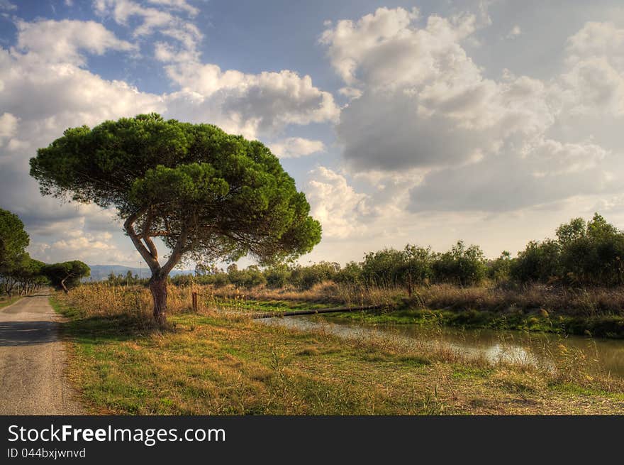 Tree By The Road And River