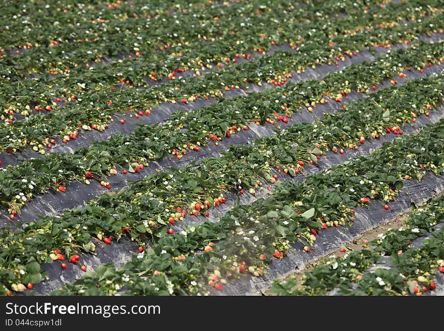 Plant in the strawberry, fruit in the pastoral, color colorful strawberry.