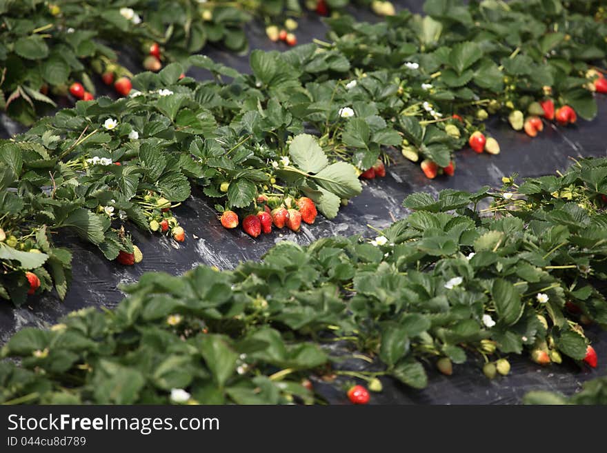 Plant in the strawberry, fruit in the pastoral, color colorful strawberry.