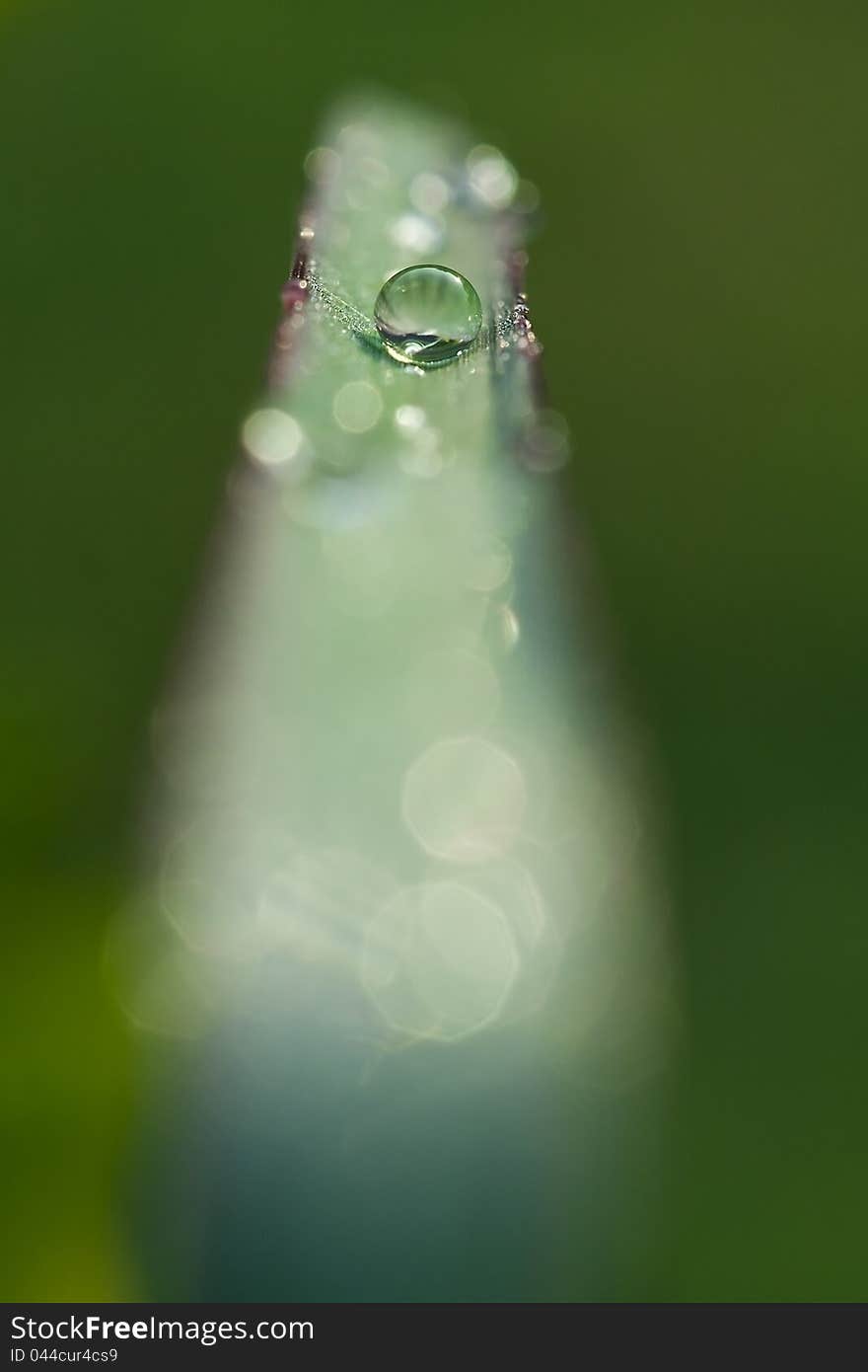 A water droping on a green leaf.