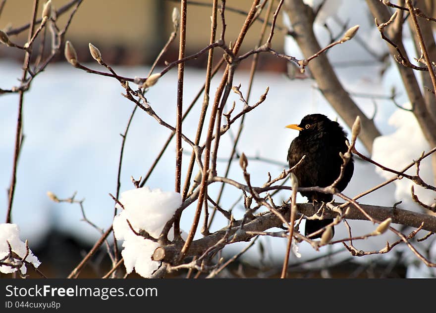 A blackbird on a snowy branch