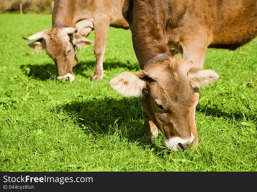 Cows in Alps