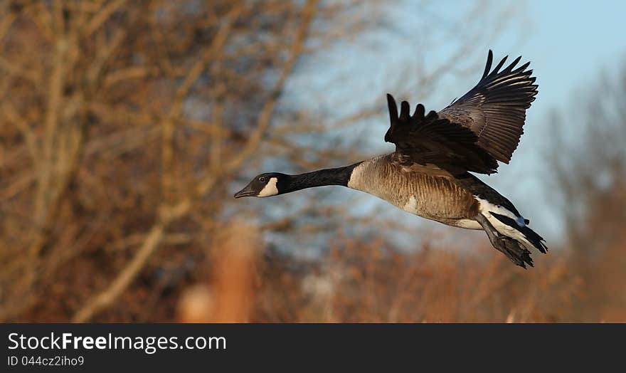 Canada Goose Branta Canadensis In Flight