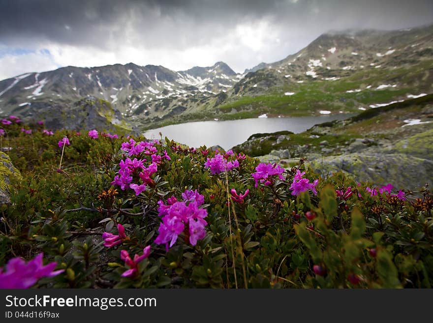 Rhododendron flowers in high mountains