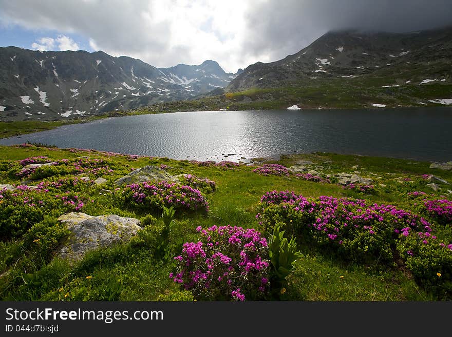 Rhododendron flowers and cloud scenery in the Alps in summer in dramatic light. Rhododendron flowers and cloud scenery in the Alps in summer in dramatic light