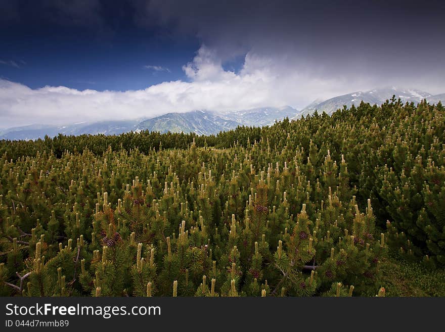 Pine forest and  cloud scenery in high mountains