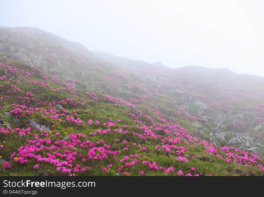 Wild rhododendron flowers and cloud scenery in the Alps in summer. Wild rhododendron flowers and cloud scenery in the Alps in summer