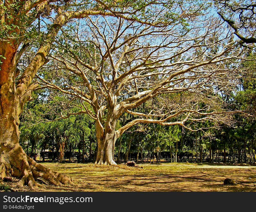 The giant tree