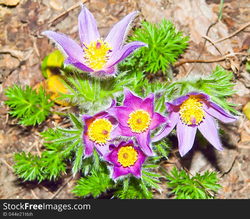 Lilac bush anemone many beautiful flowers