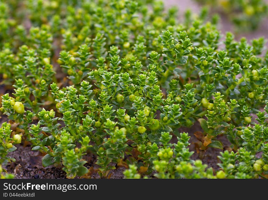 Green sea grass macro sunny day. Green sea grass macro sunny day