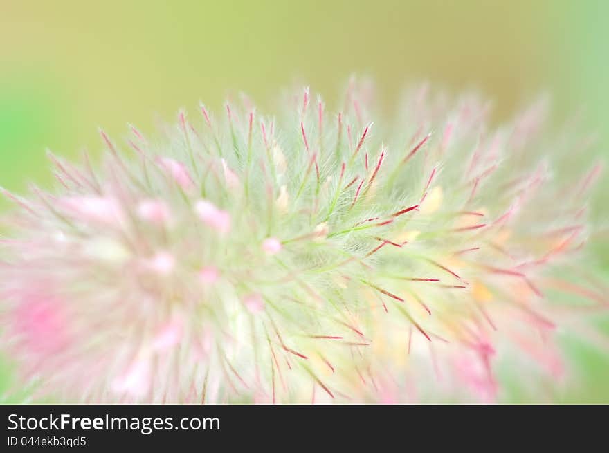 Clover. Trifolium arvense.