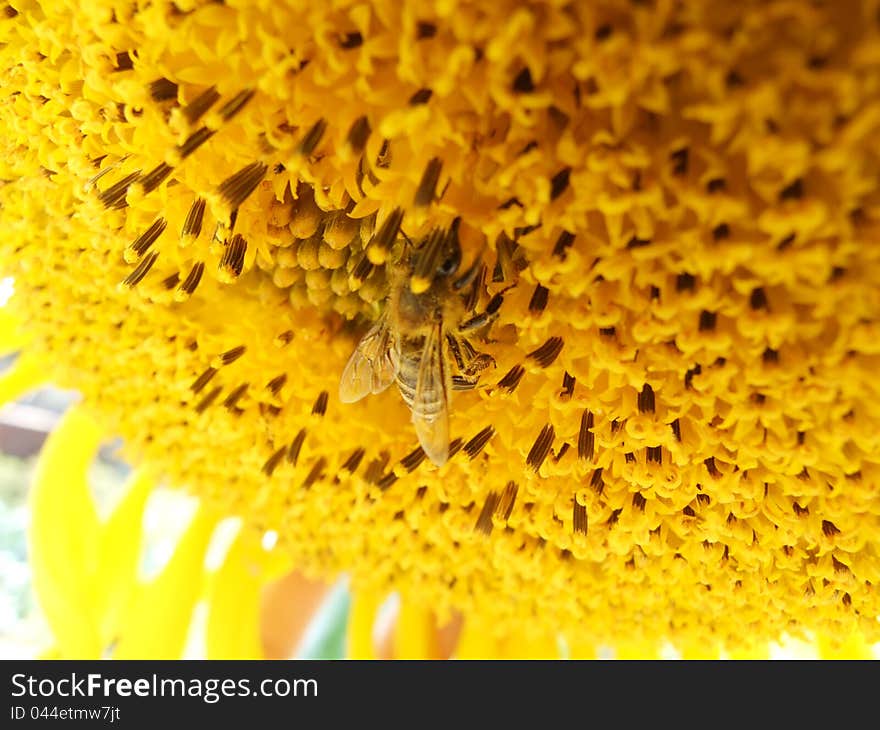 Bee on a sunflower