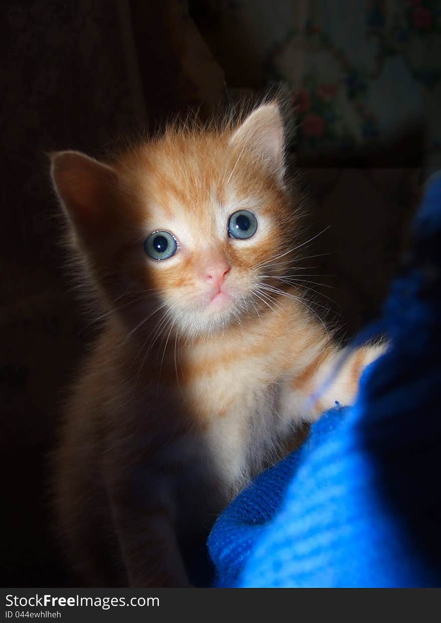 The portrait of a red kitten on which falls a sun ray