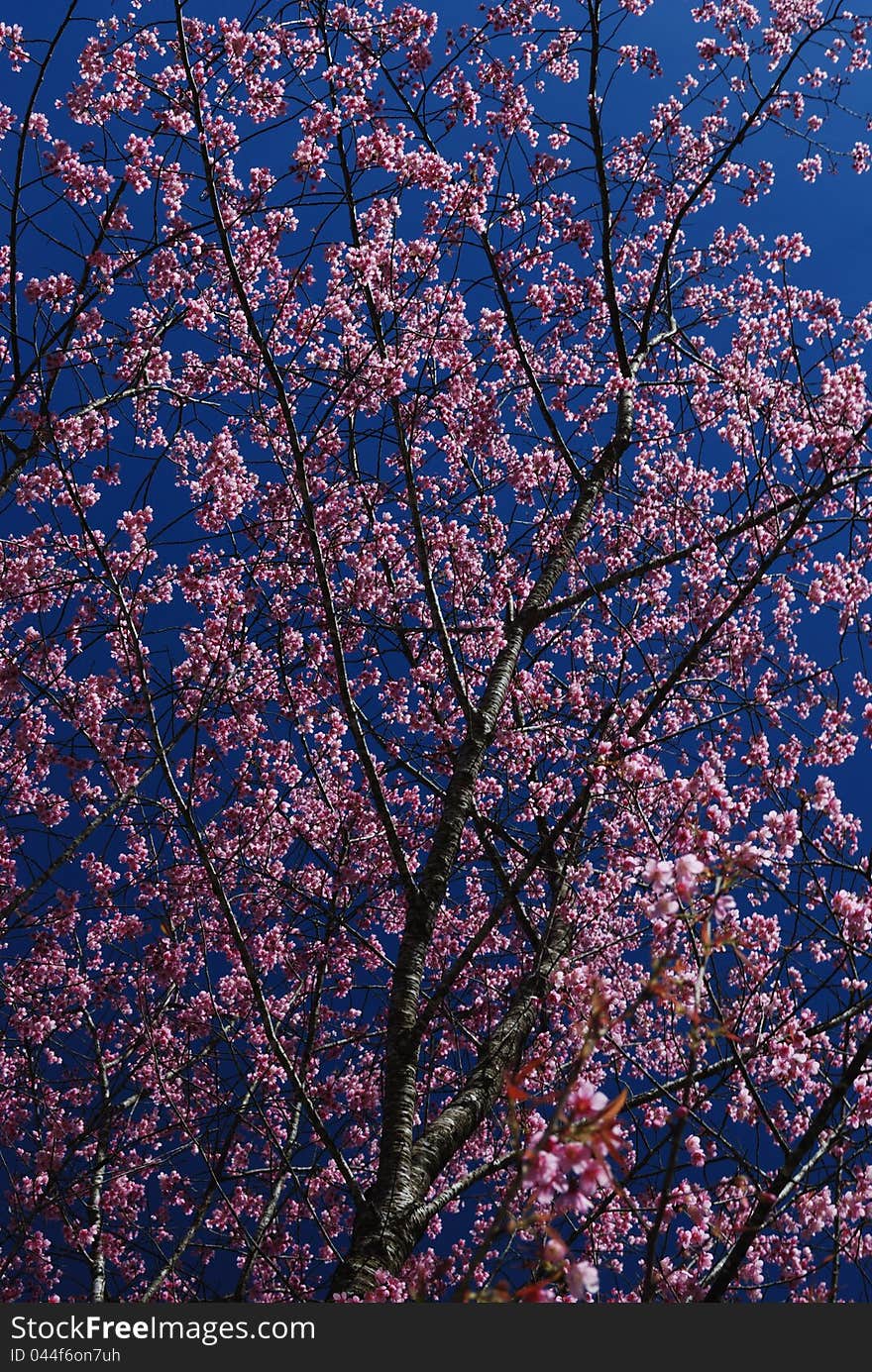 Prunus