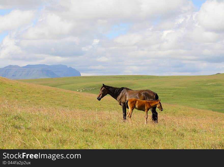 Ponies in the Maluti Mountains in Lesotho. Ponies in the Maluti Mountains in Lesotho