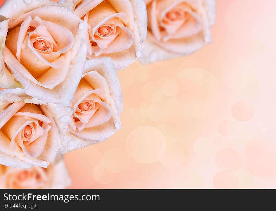 Rose.Flower border with a soft pink background. Rose.Flower border with a soft pink background