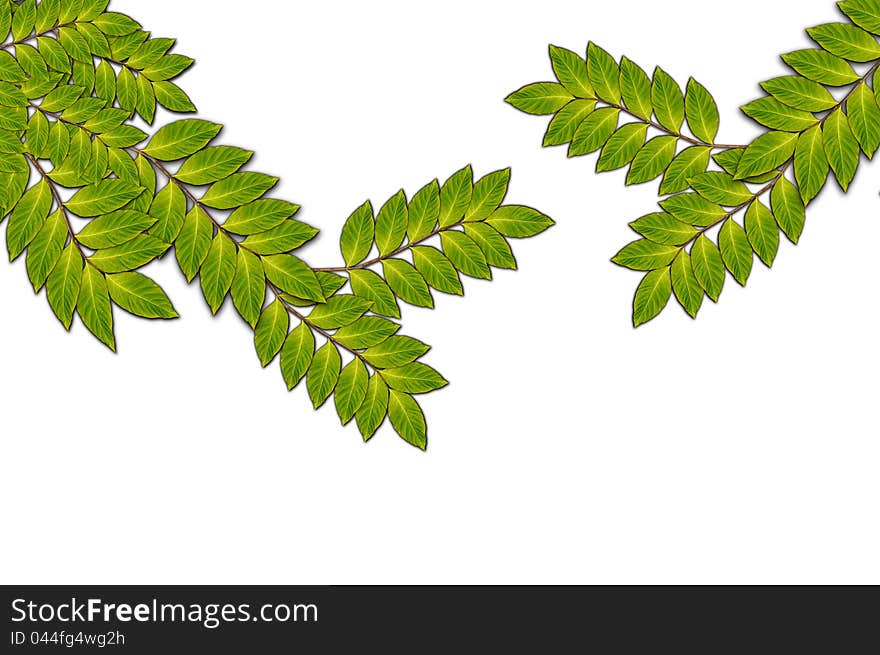 Branch with green leaves background for decoration. Branch with green leaves background for decoration