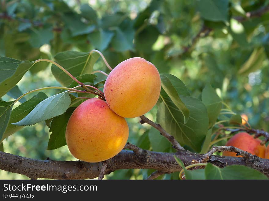 Ripe apricots on a green branch. Ripe apricots on a green branch