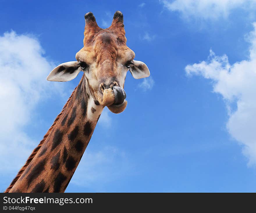 Giraffe