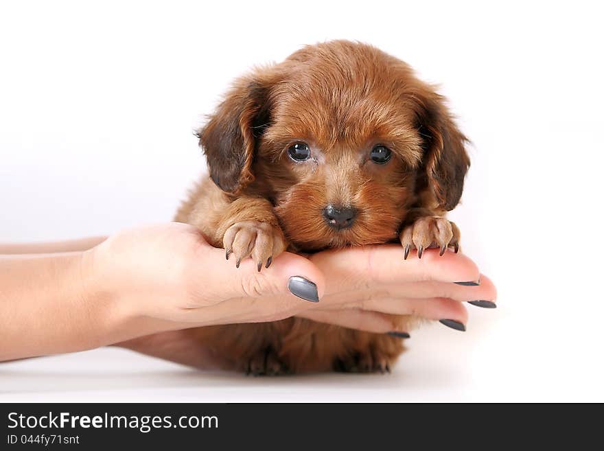 Two puppies on a white background. Small brown dogs. Animals living with the person. Mammals on a white background. Small fluffy friends. Four-footed pets. Two puppies on a white background. Small brown dogs. Animals living with the person. Mammals on a white background. Small fluffy friends. Four-footed pets.