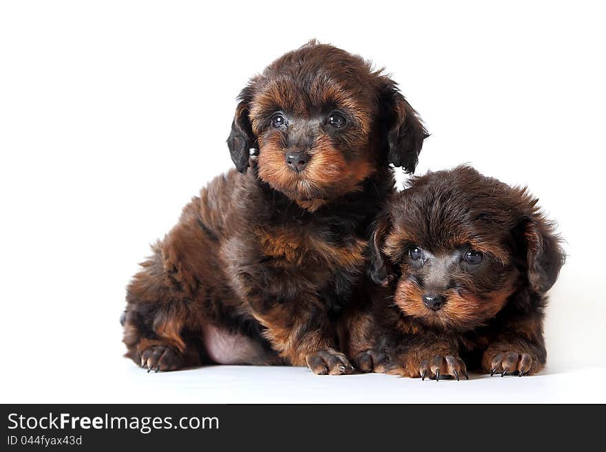 Two puppies on a white background