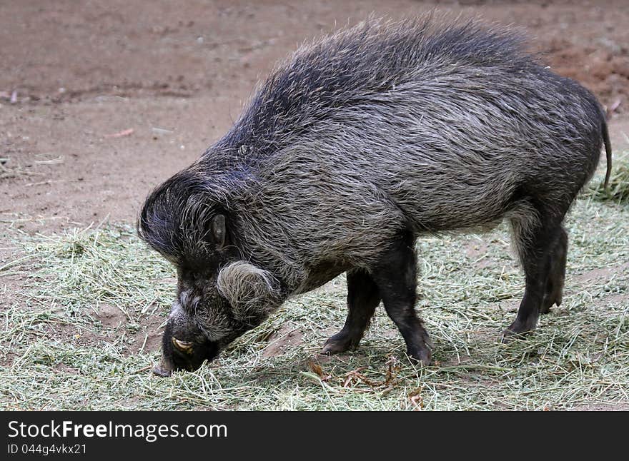 Profile of Philippine Warty Hog Boar Eating. Profile of Philippine Warty Hog Boar Eating