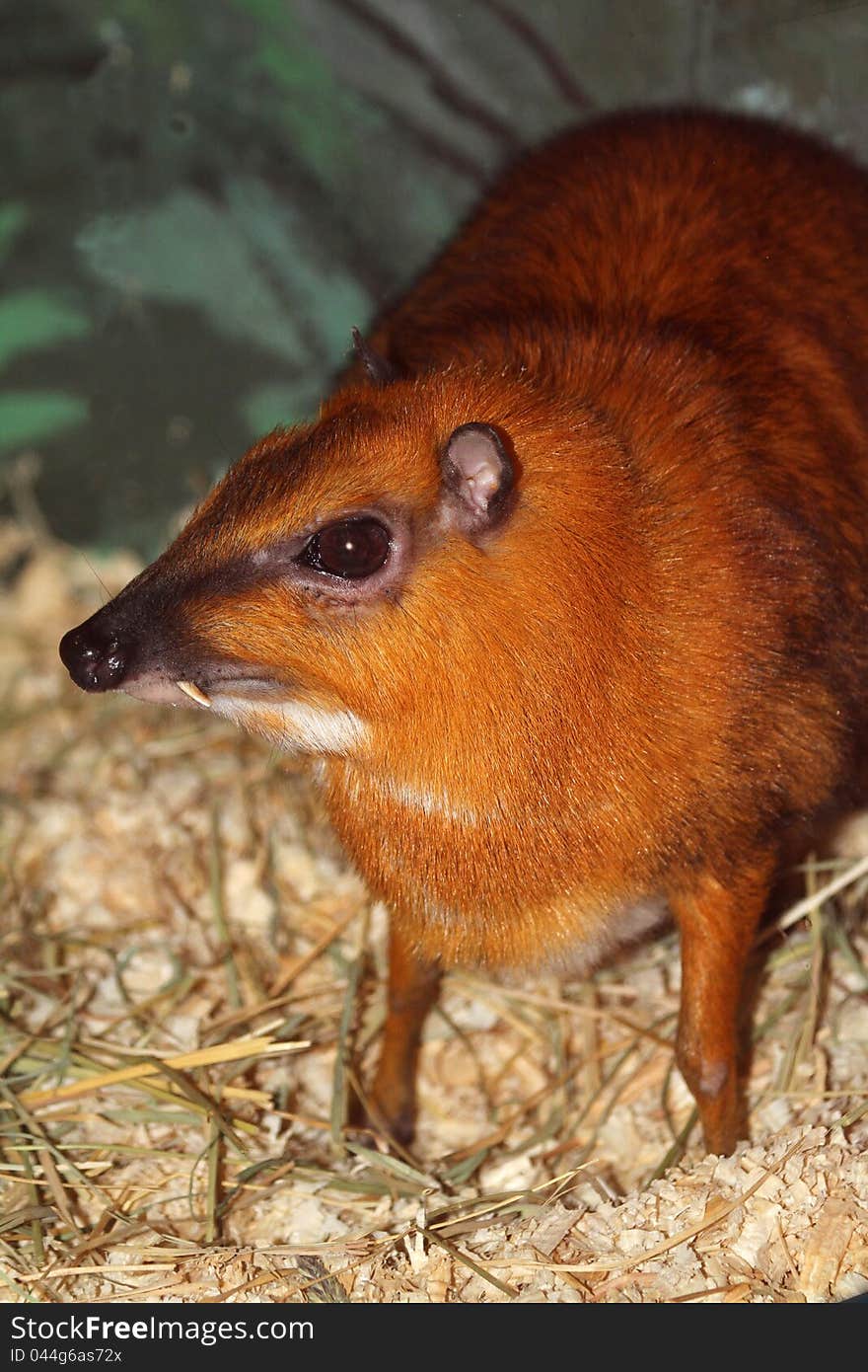 Delicate Miniature Mouse Fanged Deer Antelope. Delicate Miniature Mouse Fanged Deer Antelope