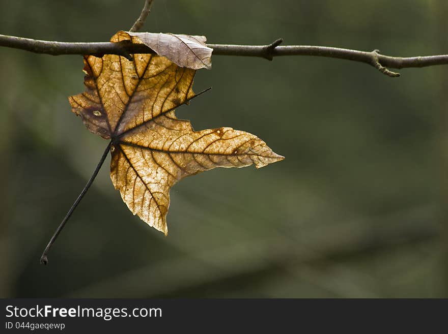 Sheet hanging on a branch, dry brown leaves, brown leaf on a green background, autumn leaves, branches jammed sheet. Sheet hanging on a branch, dry brown leaves, brown leaf on a green background, autumn leaves, branches jammed sheet