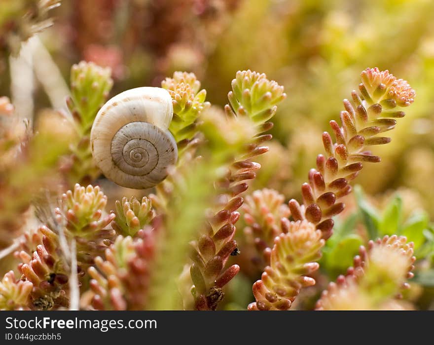 A snail rests in a purslane field. A snail rests in a purslane field.