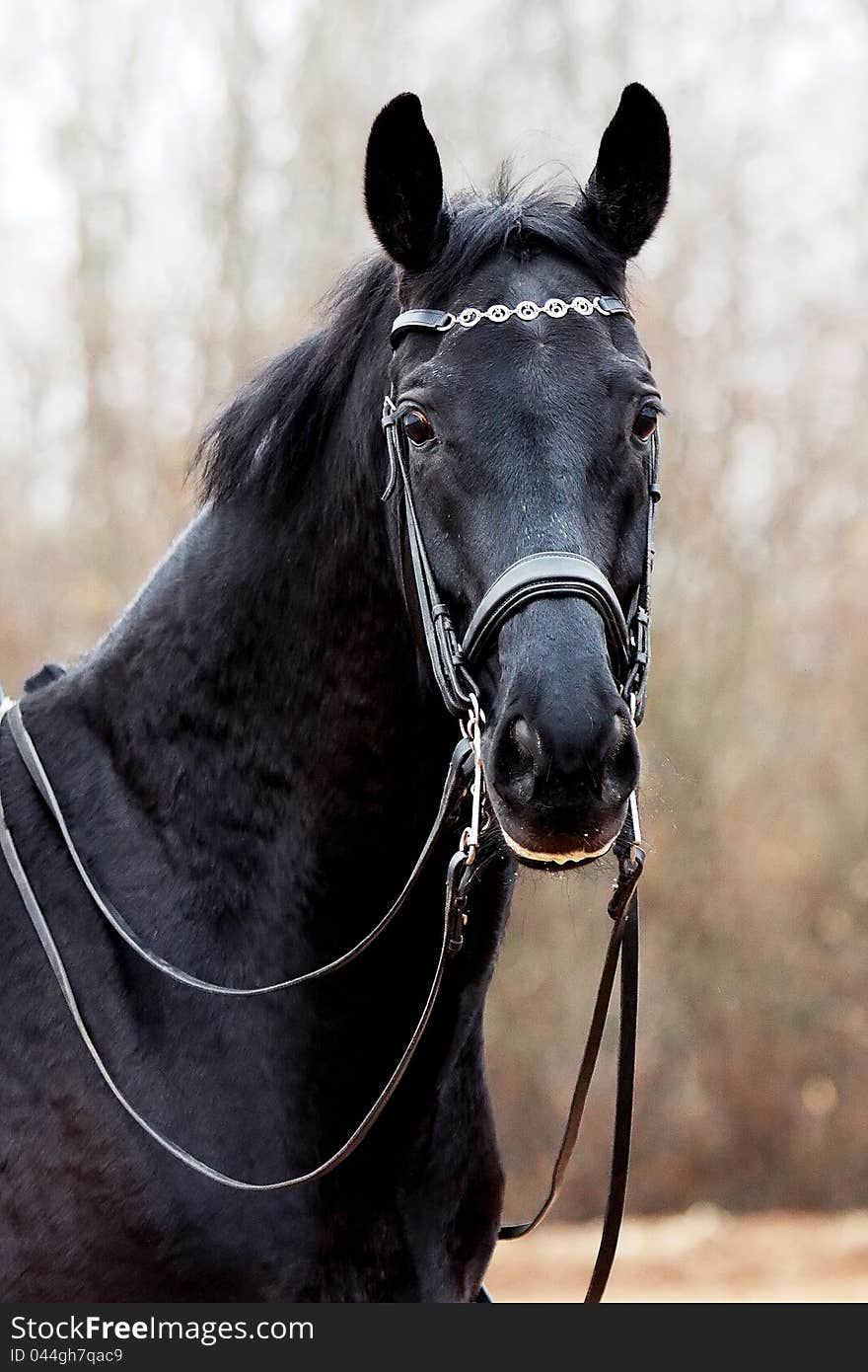 Black sports horse. Horse in a bridle for sports. Portrait of a black horse in the autumn.