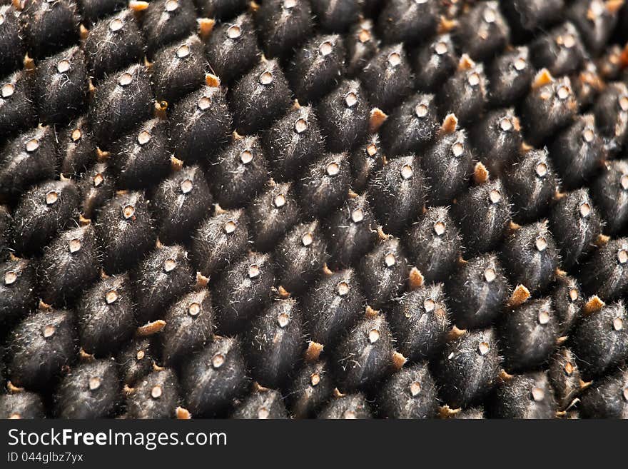 Texture of sunflower seeds closeup. Texture of sunflower seeds closeup