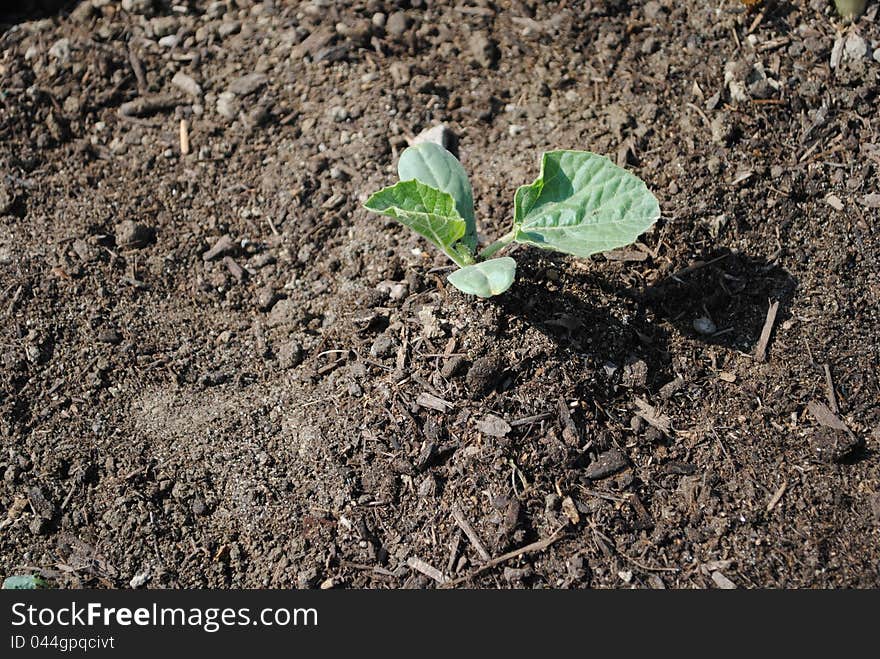 Seedling out of soil