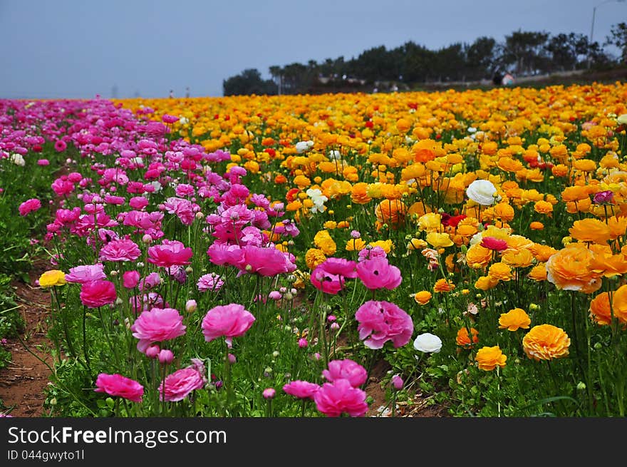 Every Springtime, the ranunculus flower field in Carlsbad in San Diego County, California has its share of visitors in admiring the lush field of colorful ranunculus blooms. Every Springtime, the ranunculus flower field in Carlsbad in San Diego County, California has its share of visitors in admiring the lush field of colorful ranunculus blooms