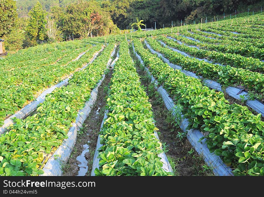 Row of strawberry tree in the farm. Row of strawberry tree in the farm