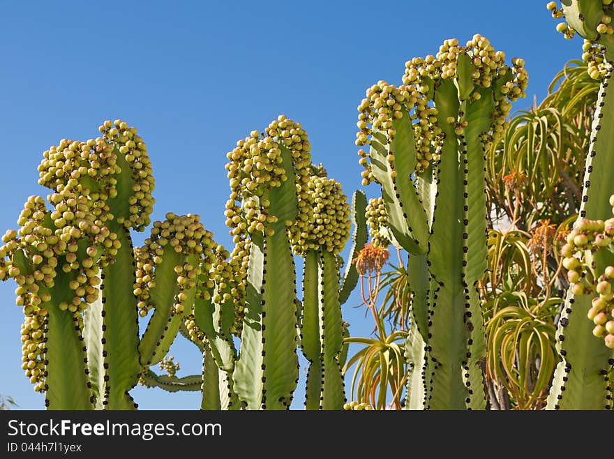 Euphorbia cactus with fruit against a blue sky