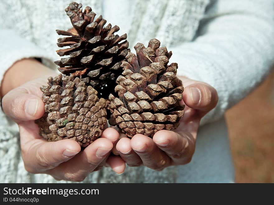 Hand holding cedar cone