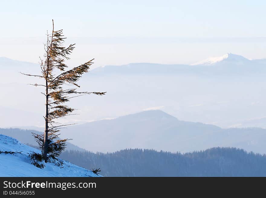 Snow covered fir trees in mountains