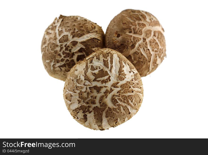 Resh Shiitake Mushroom