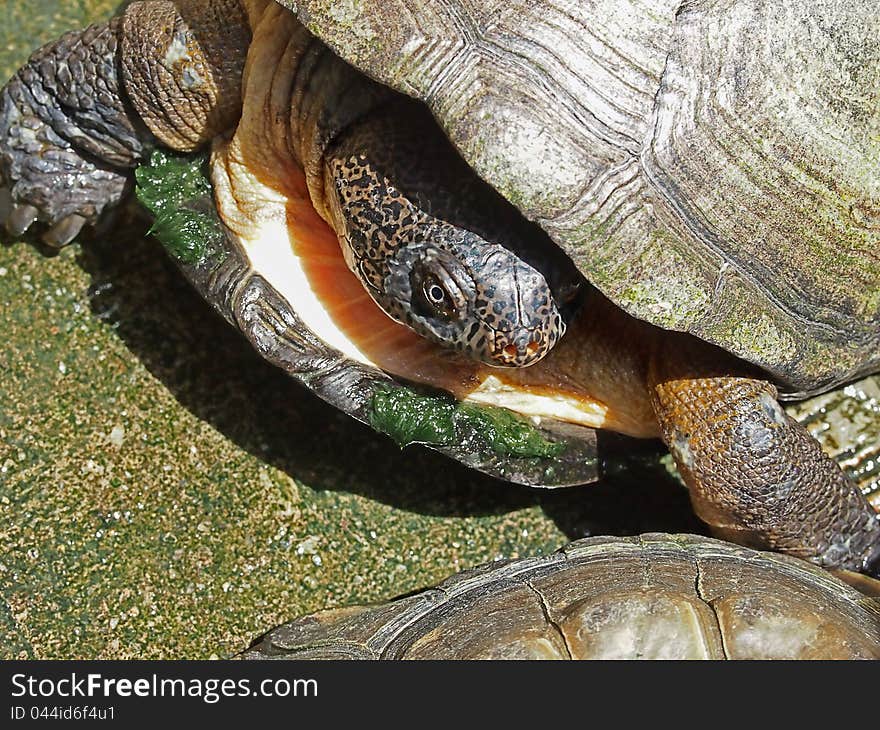 A pelusios turtle from africa