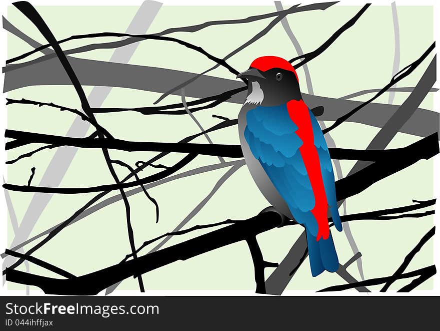 Scarlet-backed Flowerpecker