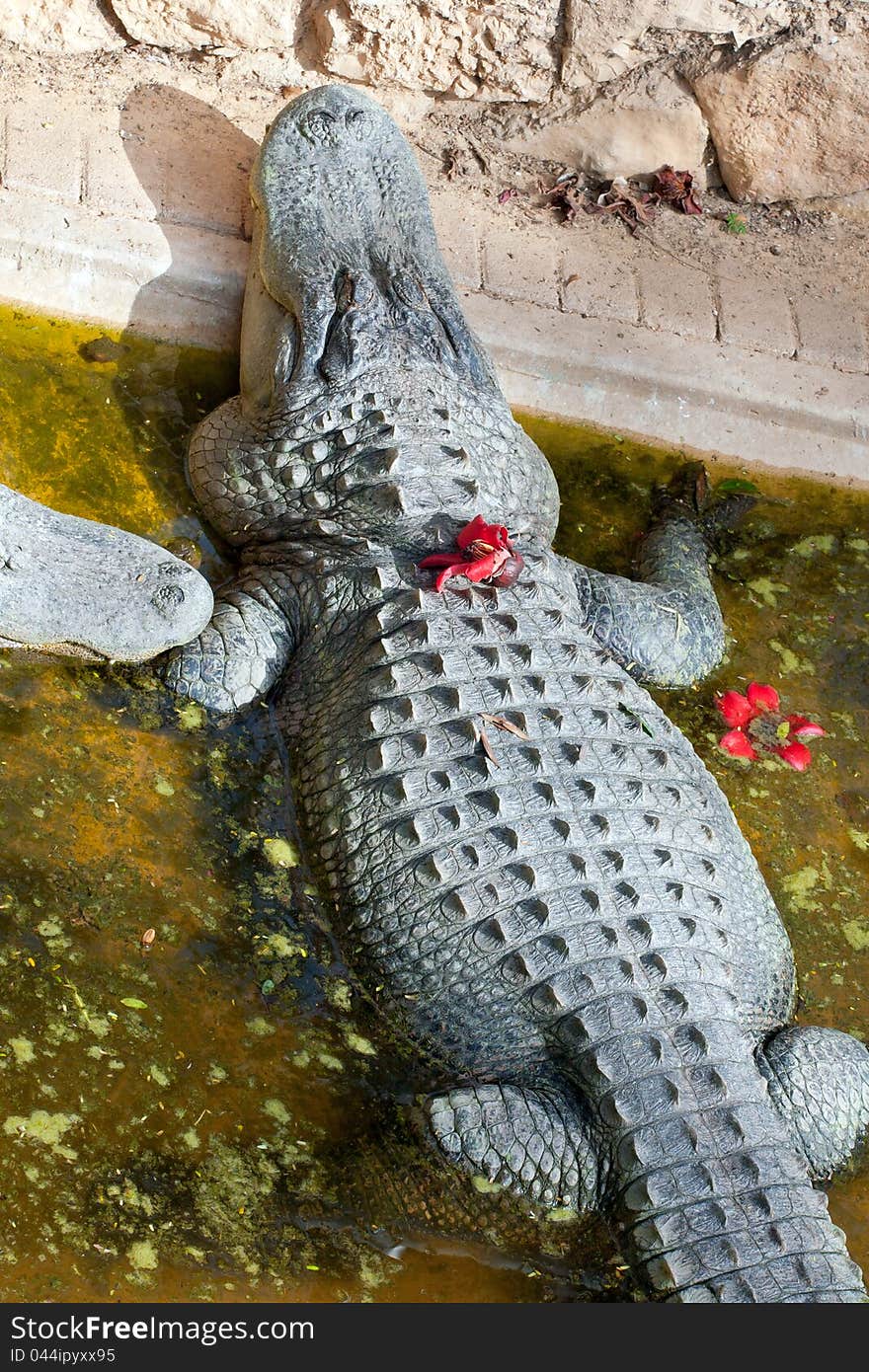 Cute crocodile with flower in the zoo